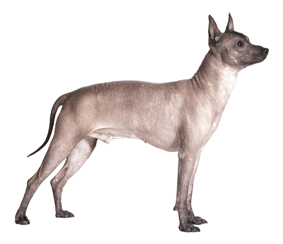 Xoloitzcuintle | Dog Breed Facts And Information - Wag! Dog Walking