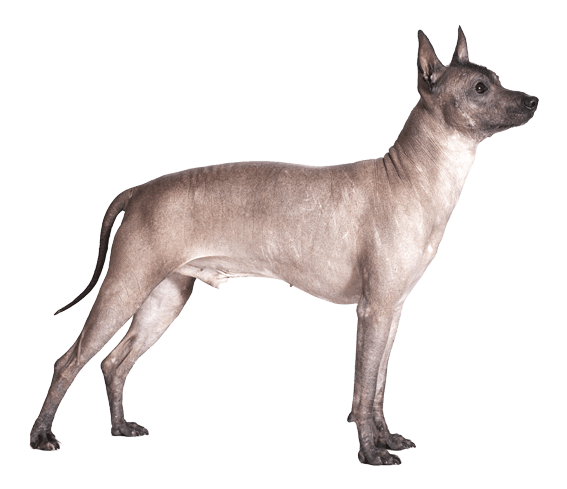 42+ Peruvian Hairless Dog Price Philippines PNG