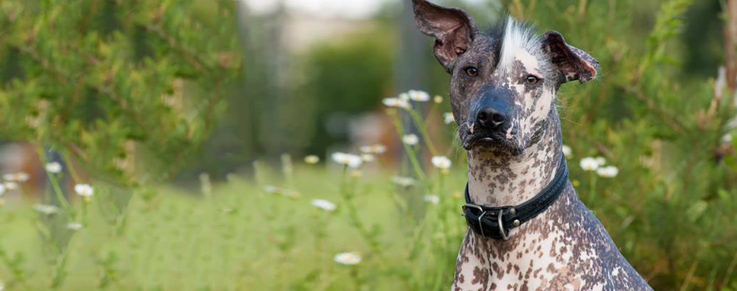 Xoloitzcuintlis Wag