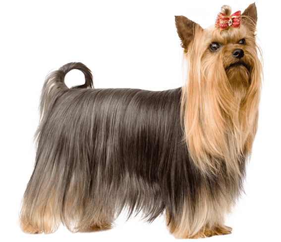 yorkshire terrier coughing choking