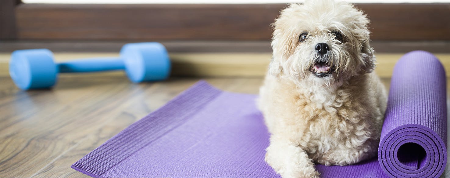 Dog ate shop yoga mat