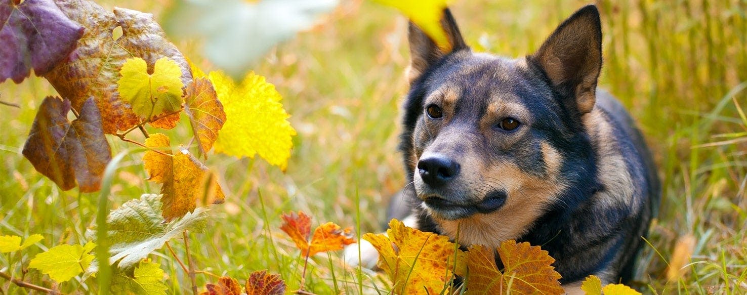 Dog ate a few best sale azalea leaves