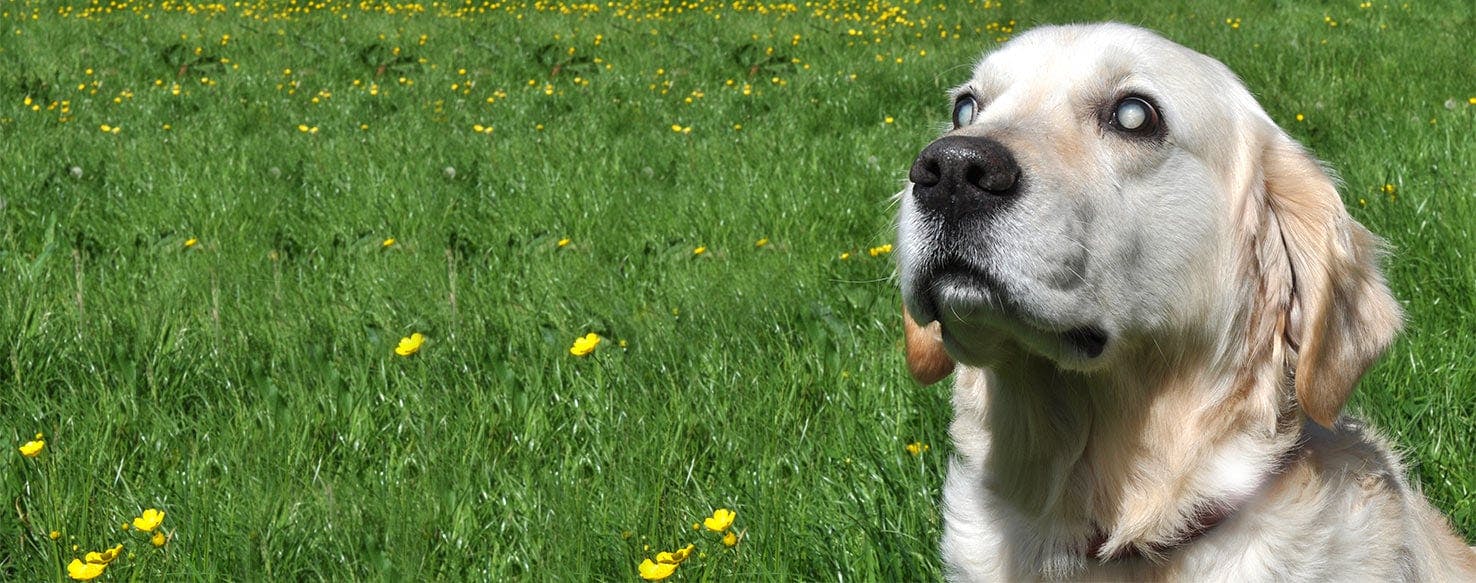 Myths and Facts About Blind Dogs