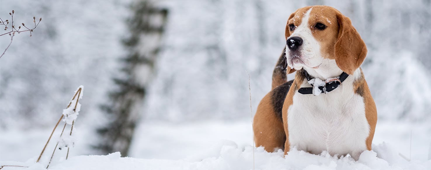 wellness-3-potentially-life-threatening-winter-dangers-for-dogs-hero-image