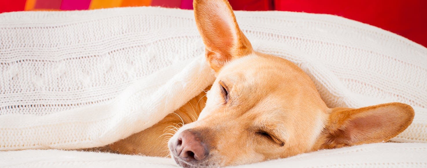 wellness-3-professional-hacks-to-care-for-a-sick-dog-at-home-hero-image