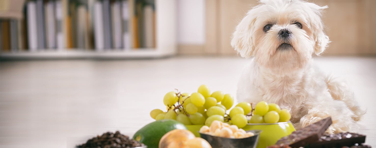 wellness-8-common-people-foods-that-can-be-deadly-to-your-dog-hero-image
