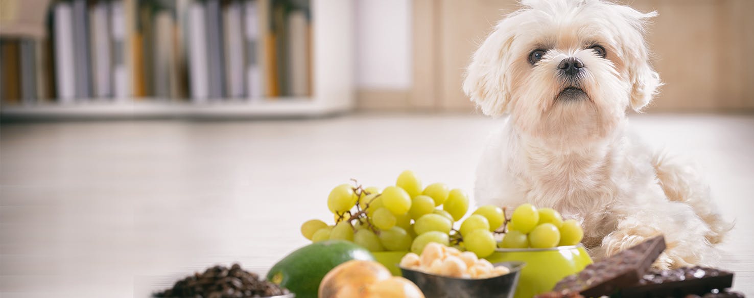 Deadly foods for outlet dogs