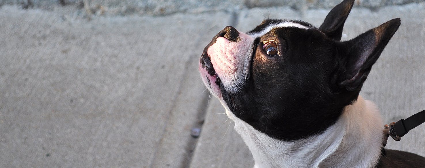 how long do dog allergy shots take to work