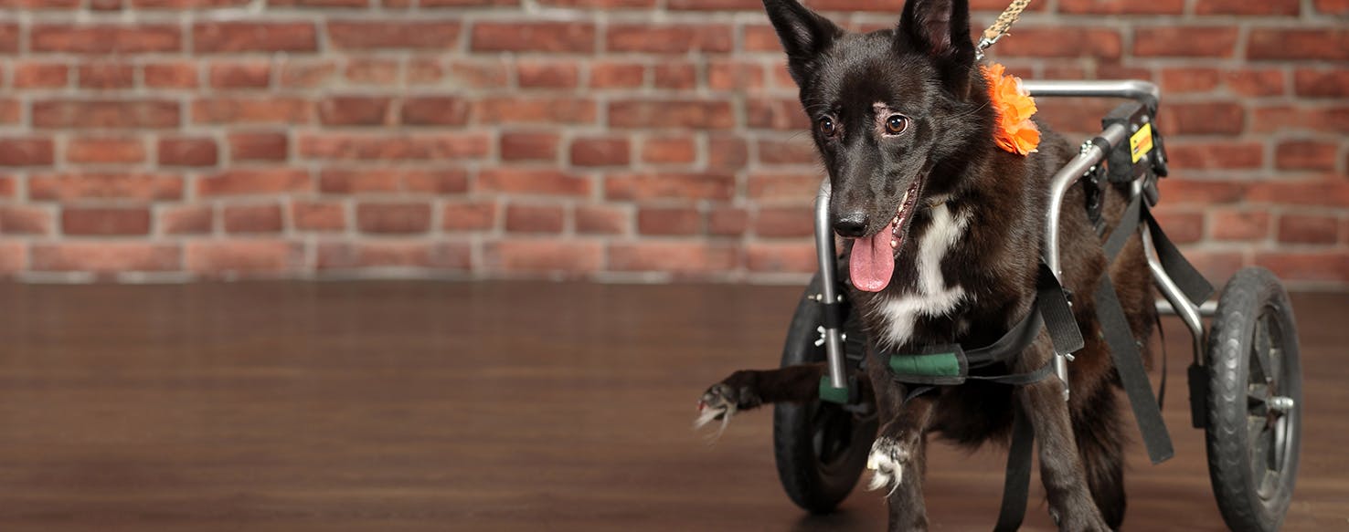 Water therapy for outlet dogs with hip dysplasia