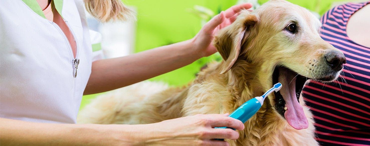 Dog with sale toothbrush