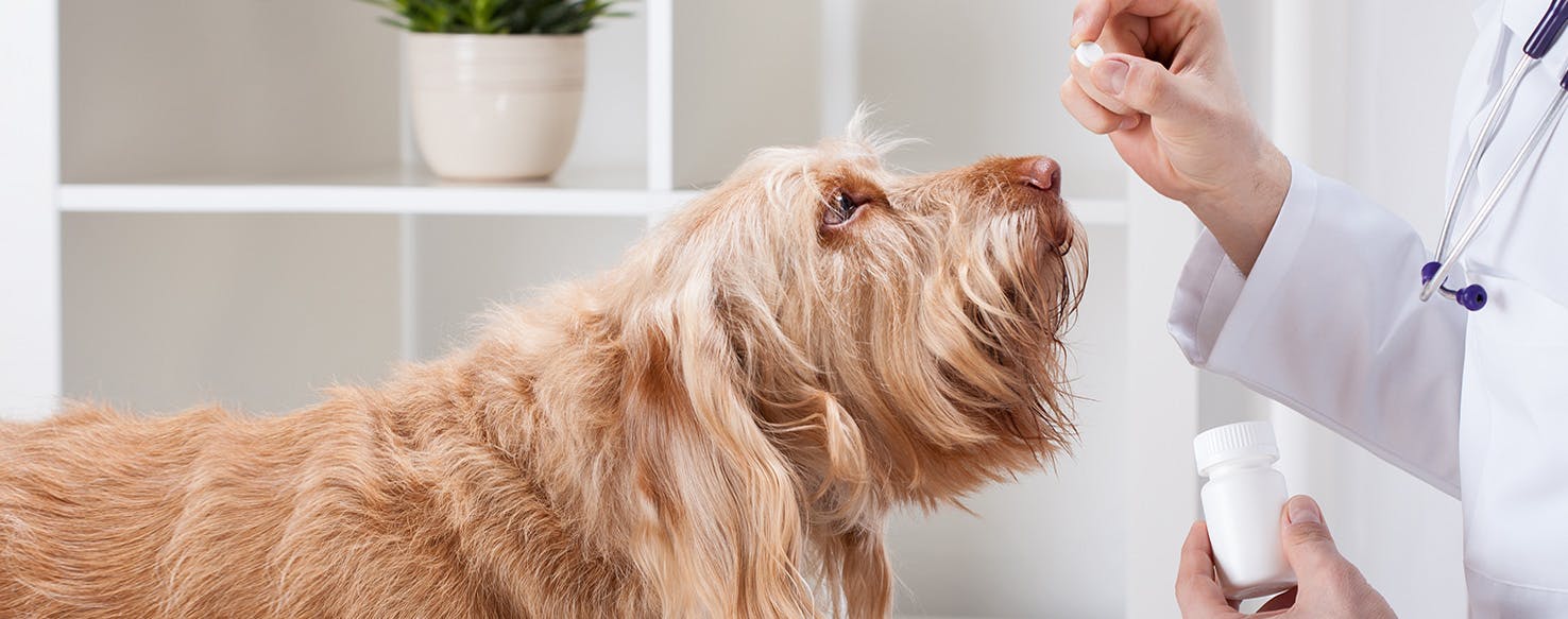 are dog anxiety pills safe