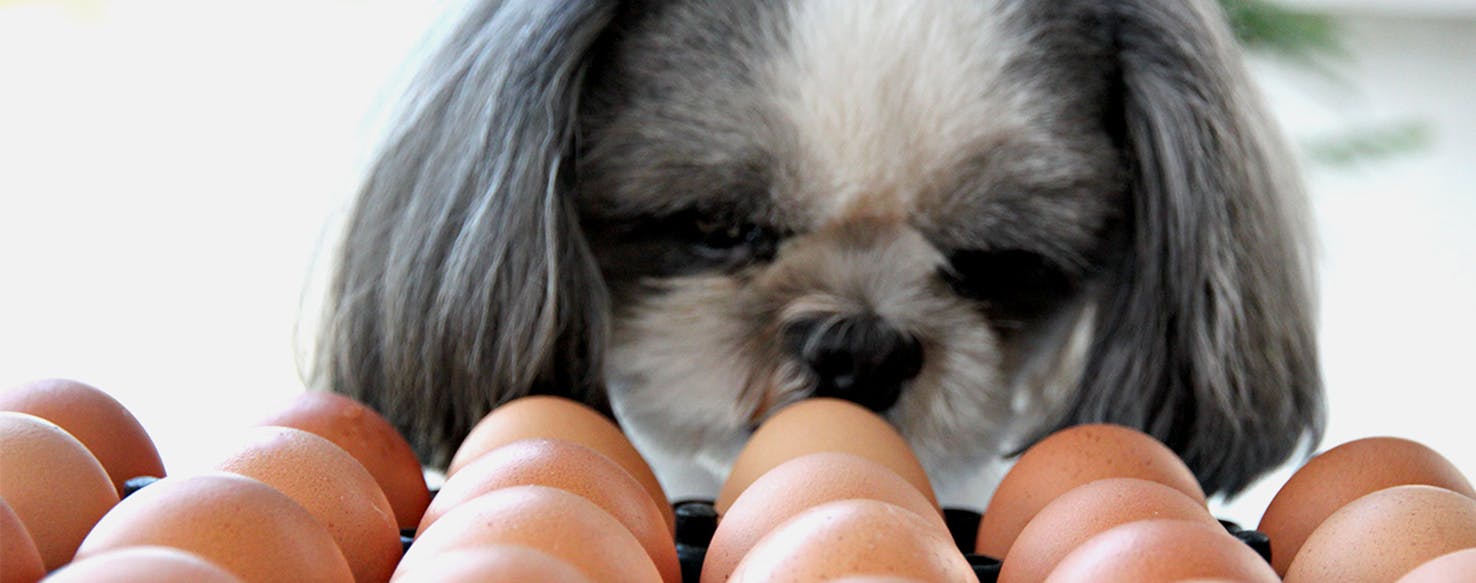 does raw eggs help dogs gain weight