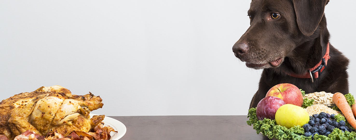 Feeding dogs 2025 human food everyday