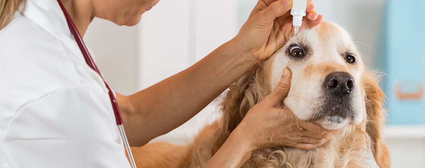 can dogs use human eye drops for pink eye