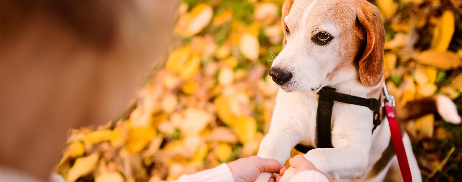 wellness-autumn-care-and-safety-tips-for-your-dog-hero-image