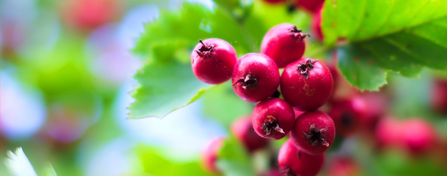 are hawthorn berries poisonous to dogs