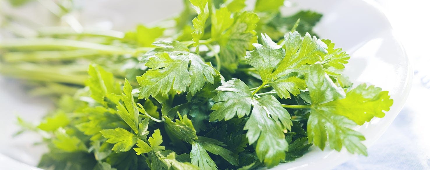 Does parsley help 2025 dogs bad breath