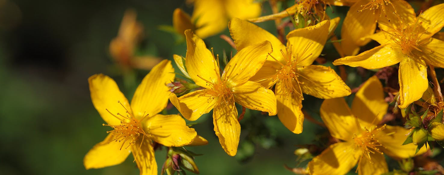 is st john's wort poisonous to dogs