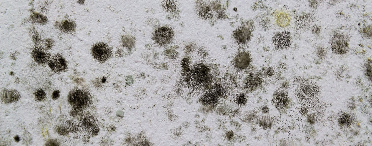 is mold dangerous for dogs