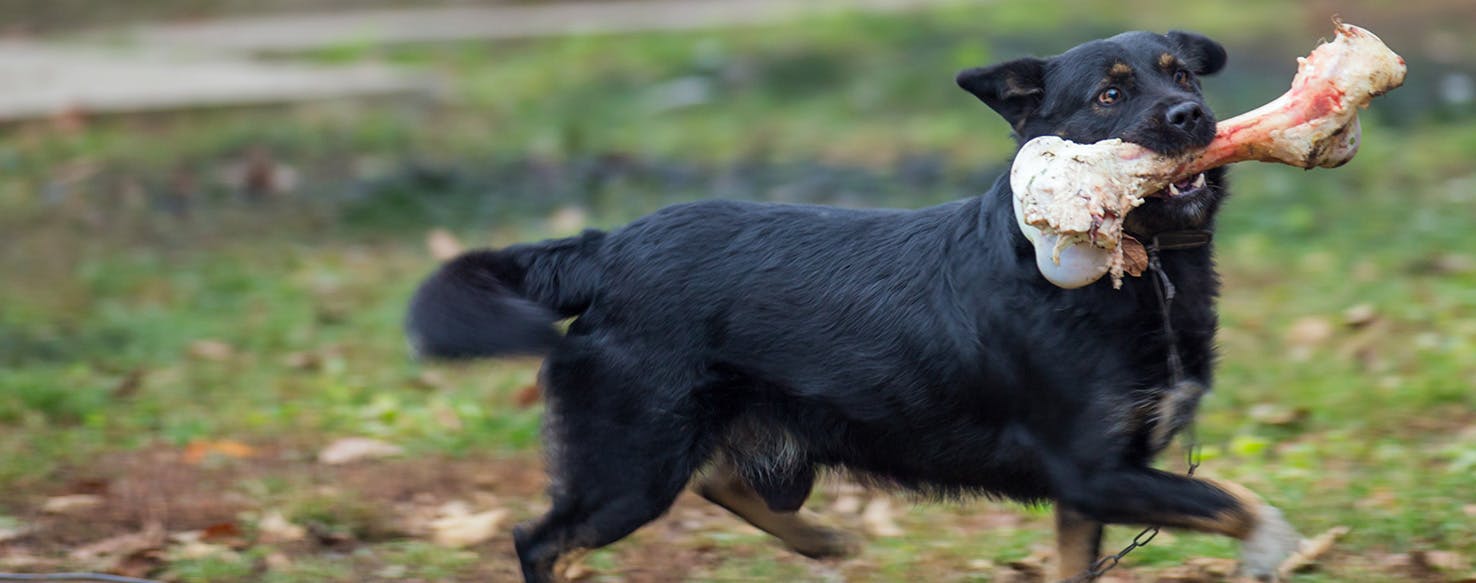 Bone broth hotsell for sick dog