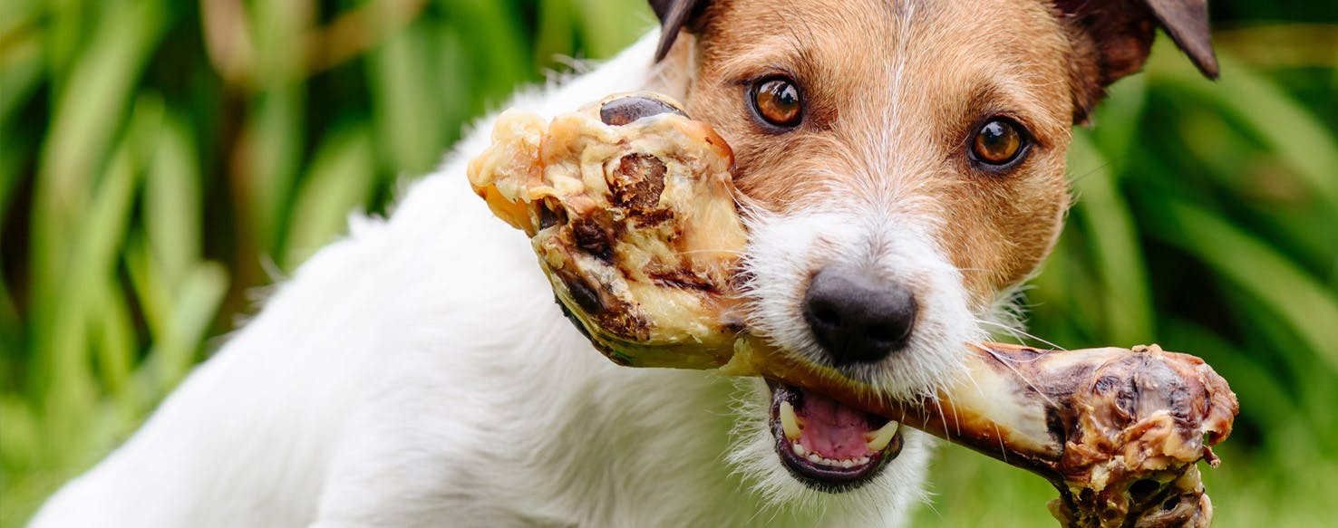 how ong to feed dog treat bone