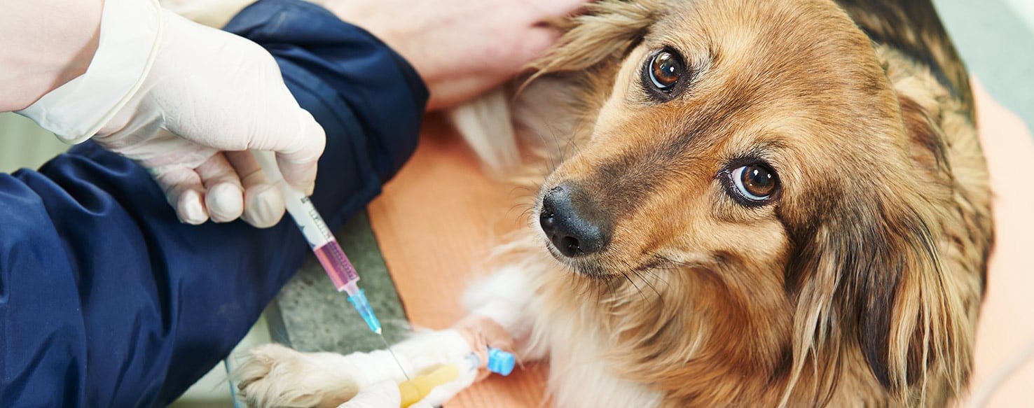 How Often Do Puppies Get Bordetella Vaccine - Puppy And Pets