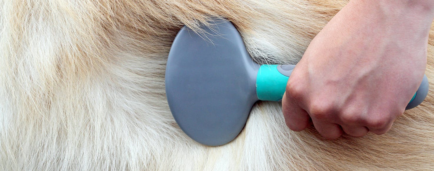 wellness-brush-without-fuss-how-to-groom-a-dog-at-home-hero-image