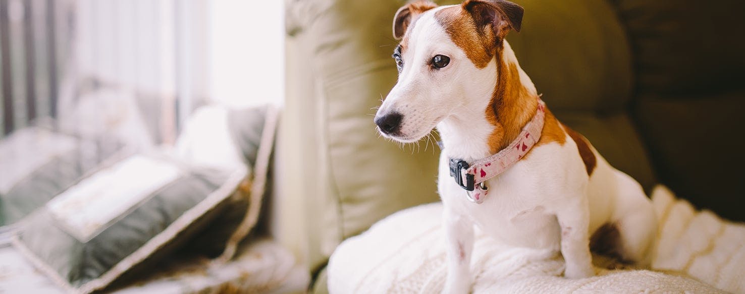 Dogs with black hot sale eyes