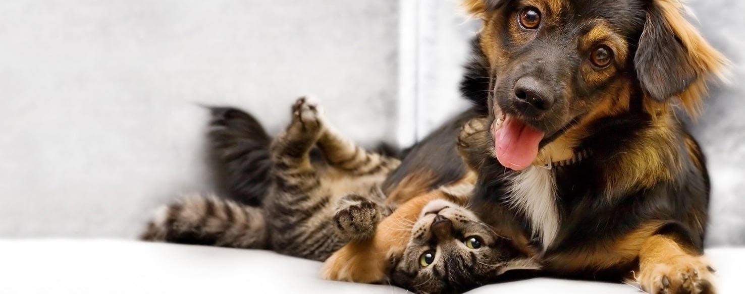 Can Dogs Gets Sick From Cats?