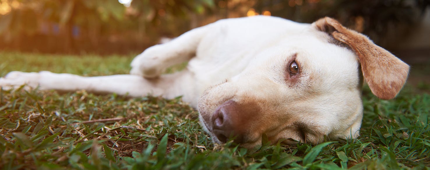 do female dogs still get their period after being spayed