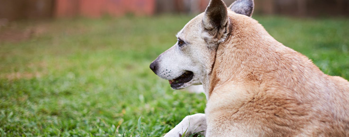 can dogs have hiatal hernias