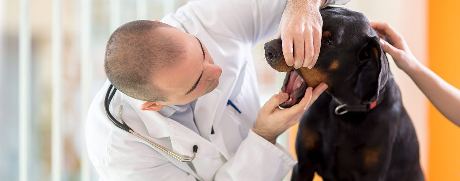 can you buy dog antibiotics over the counter