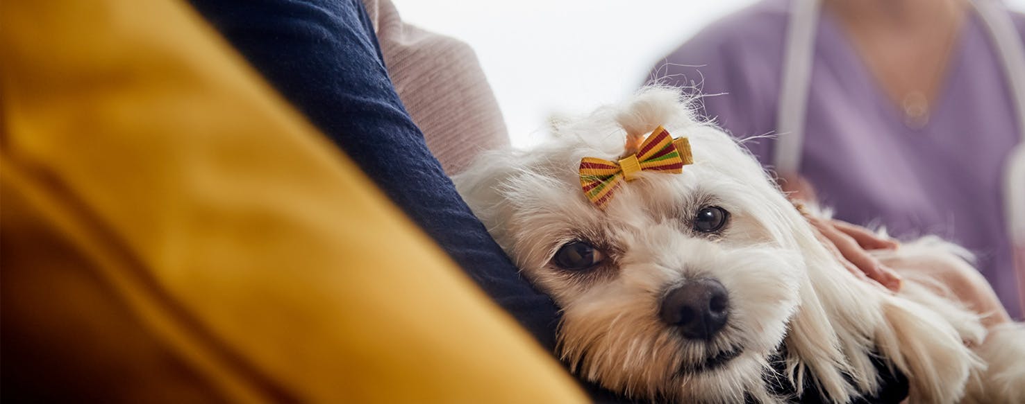 can humans pass flu to dogs