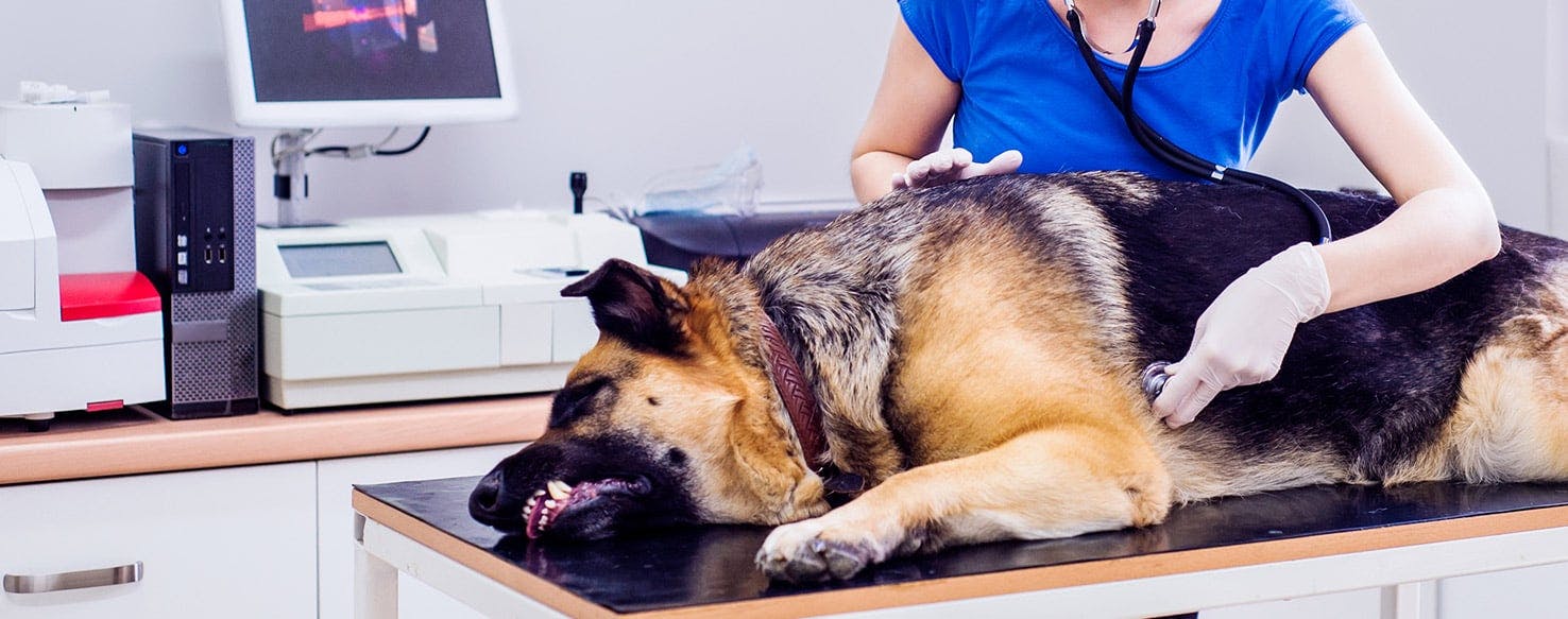 Can Dogs Get a Stomach Virus From Cats?