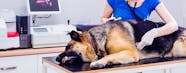 Can Dogs Get A Stomach Virus