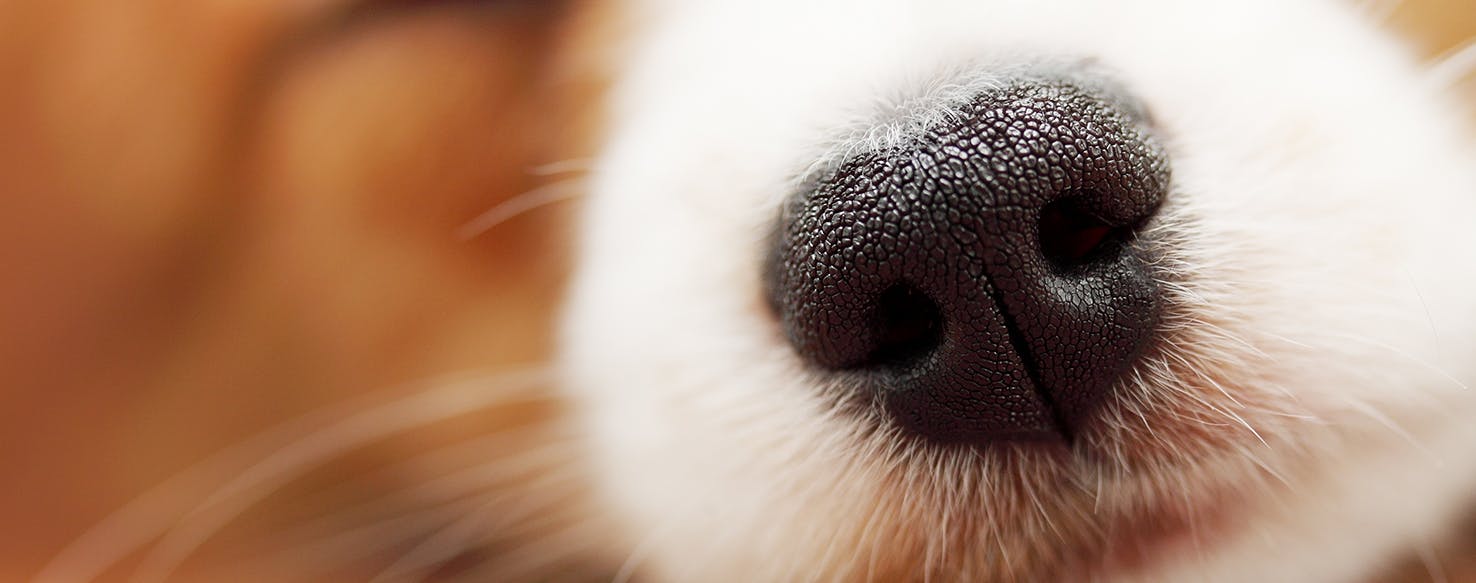 wellness-can-dogs-get-a-stuffy-nose-hero-image