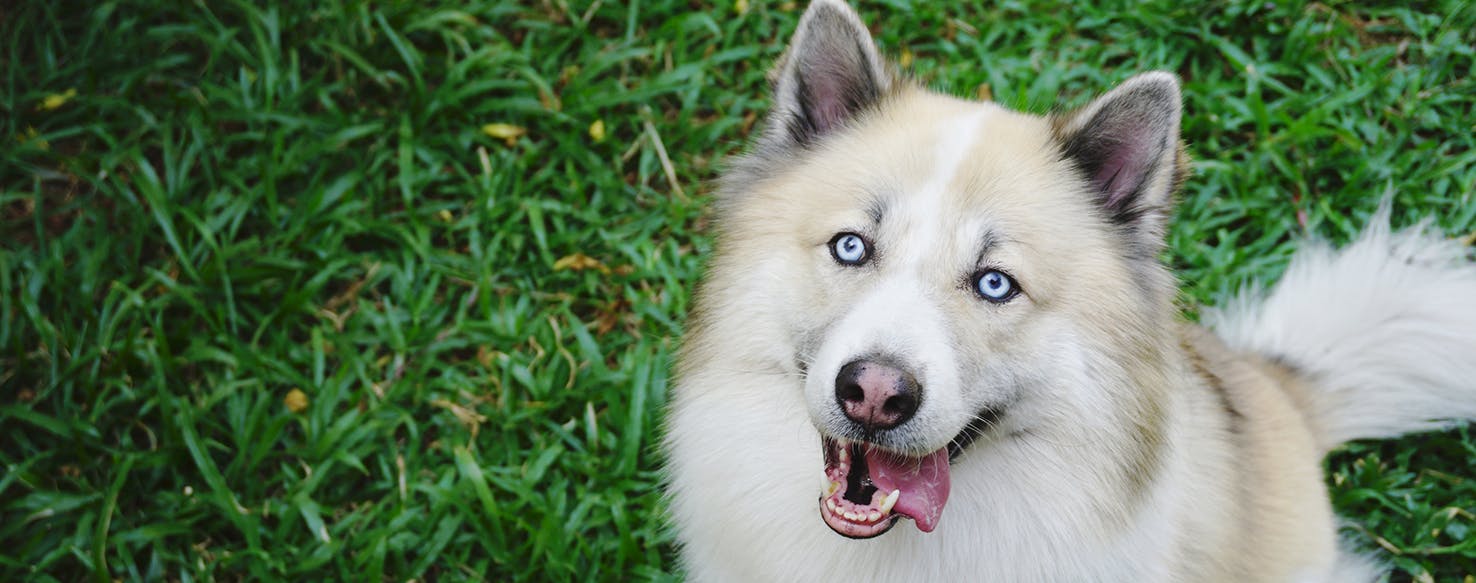 wellness-can-dogs-get-allergies-in-their-eyes-hero-image