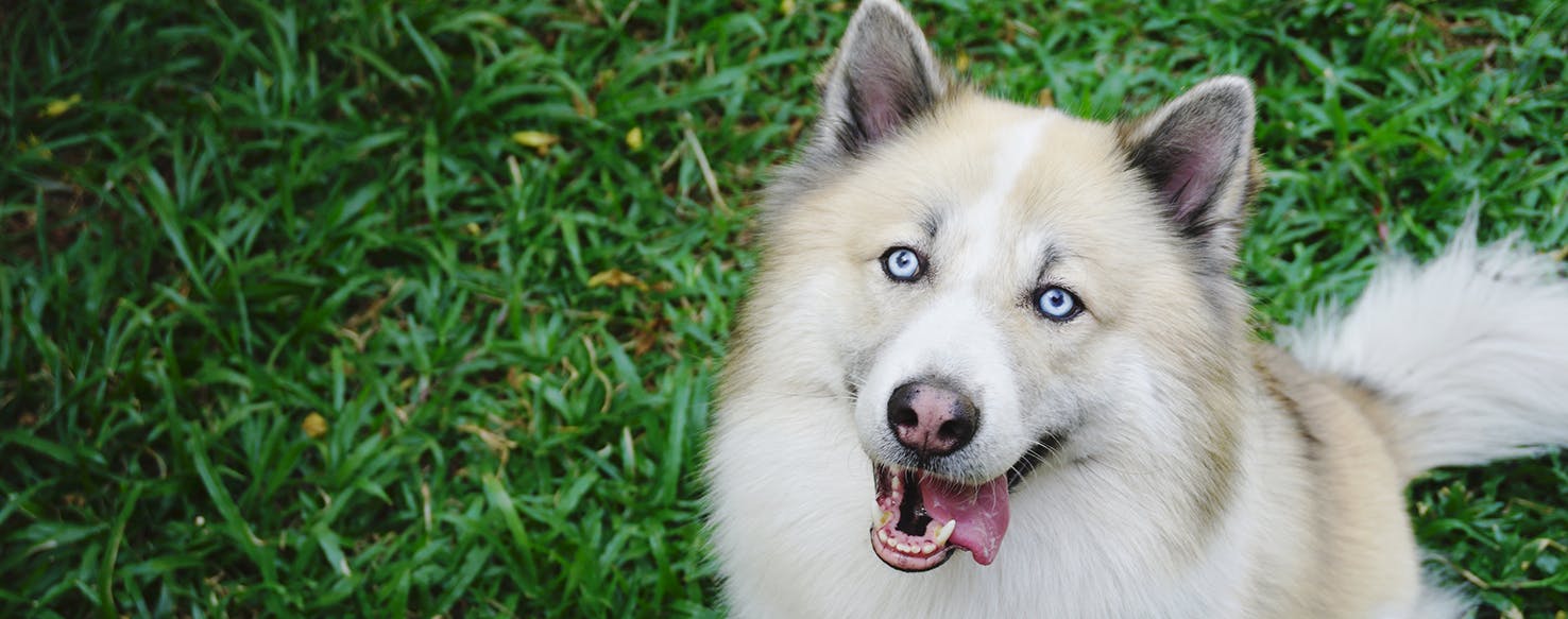 does dust affect dogs