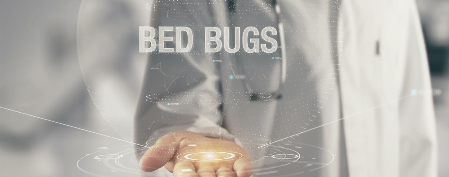 do bed bugs go after dogs