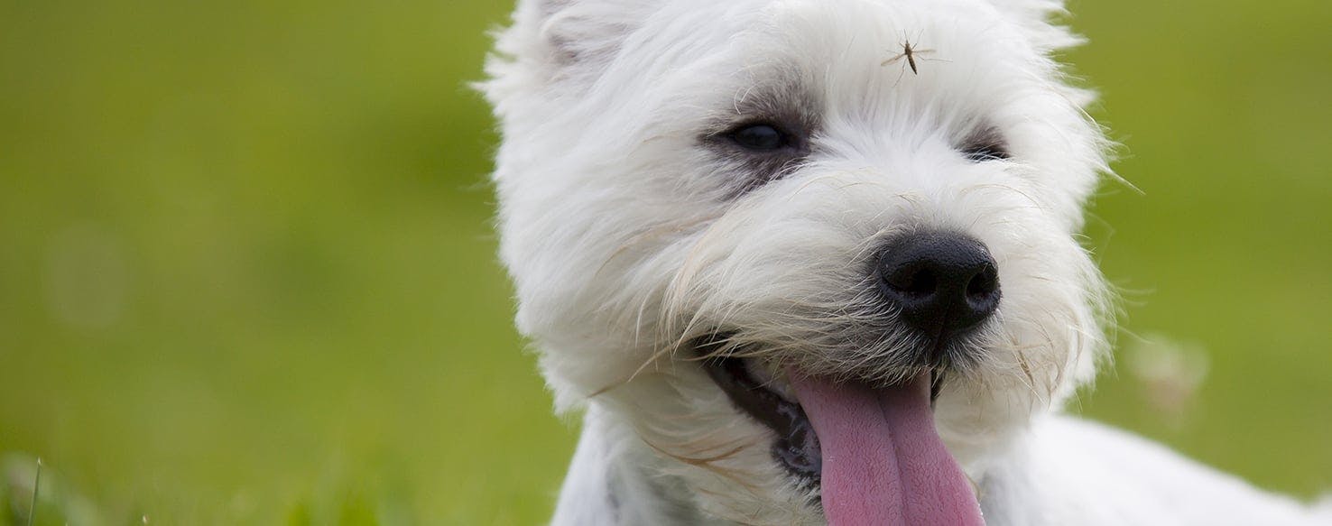 Can Dogs Get Bitten By Mosquitoes Wag