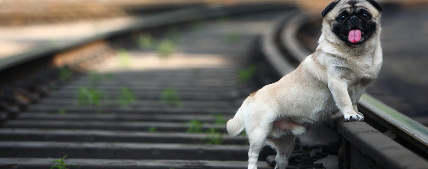 can dogs get blackheads on their belly