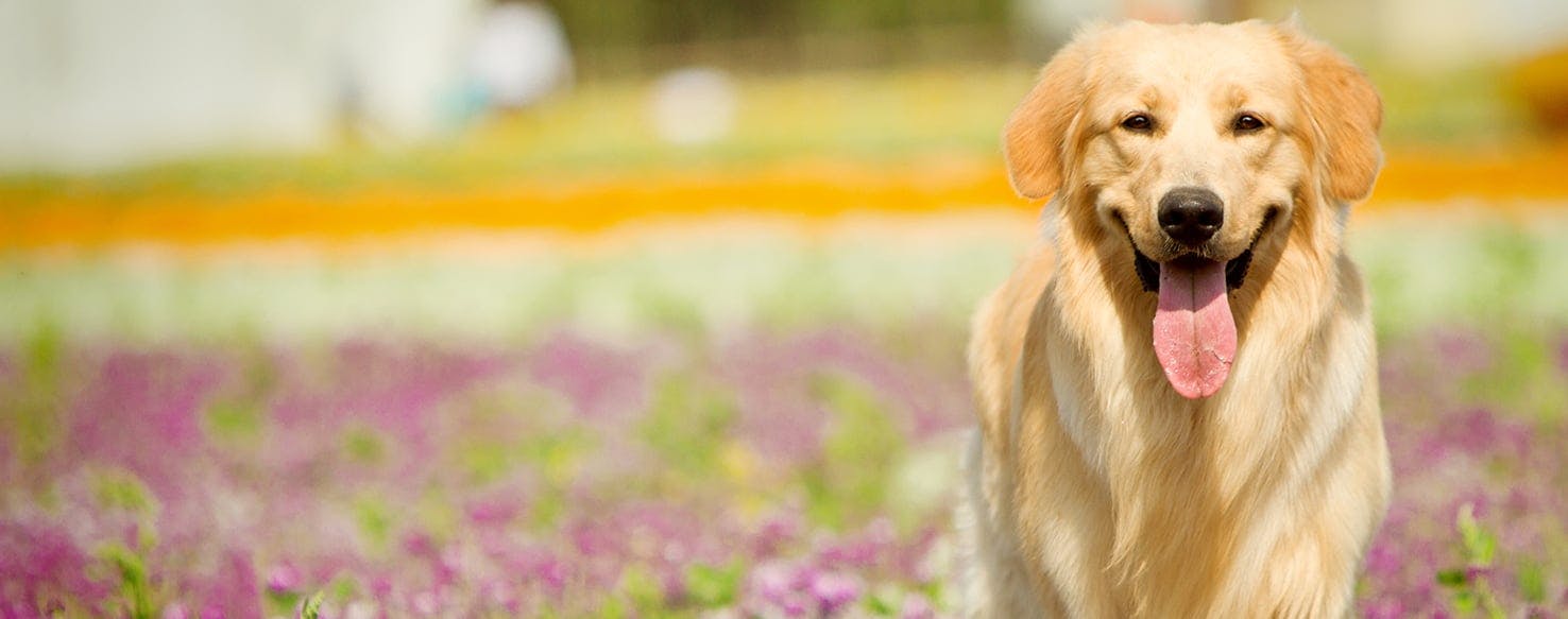 Dog paw blister clearance treatment