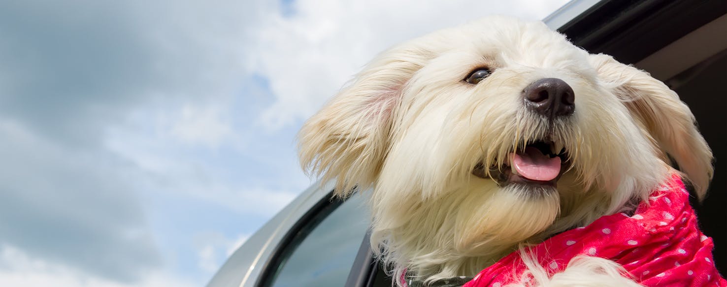 My puppy gets car clearance sick