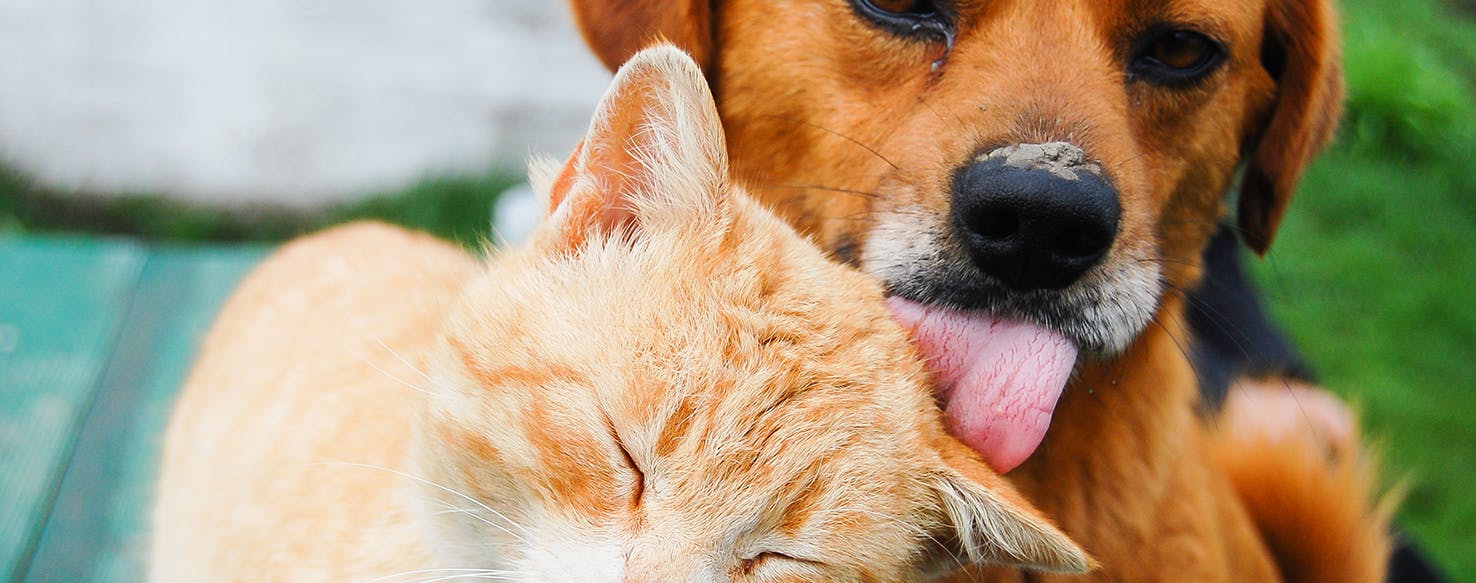 home remedy for dogs with cat flu