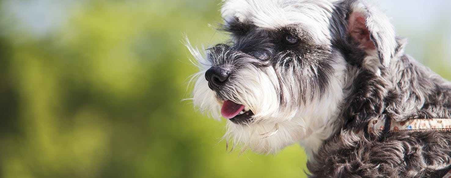 Can Dogs Get Cauliflower Ear?