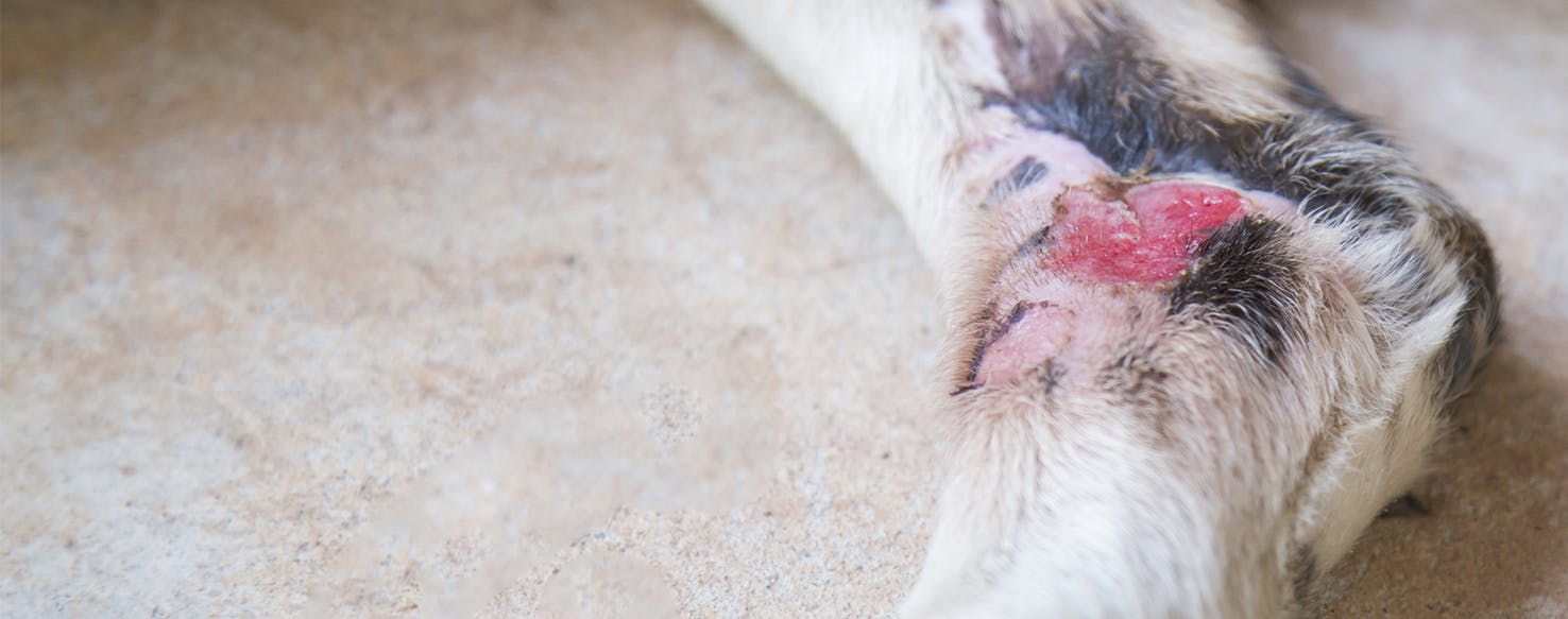Can Dogs Get Cellulitis?