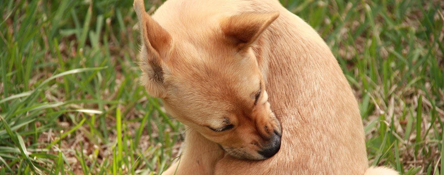 can dogs carry germs from person to person