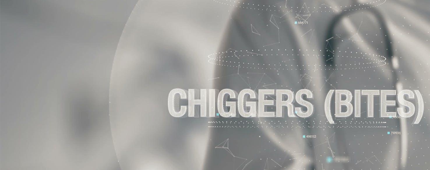 chigger bites on dogs