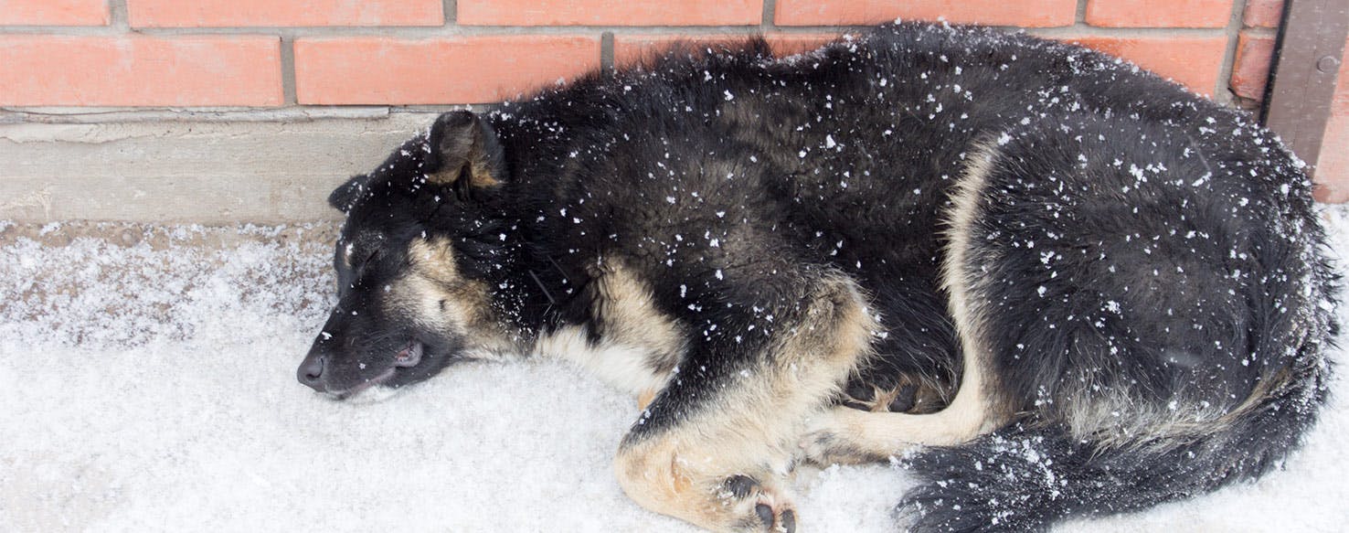 wellness-can-dogs-get-cold-outside-hero-image