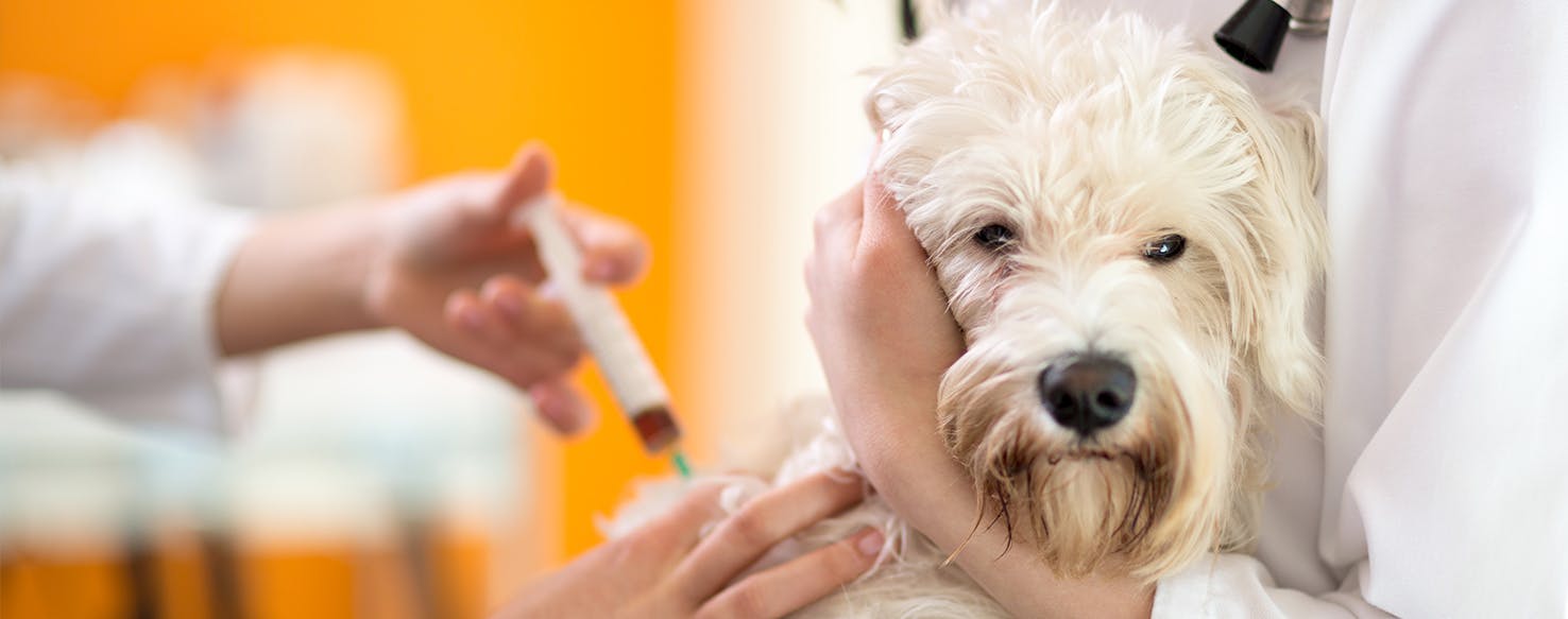 Are Steroid Injections Safe For Dogs